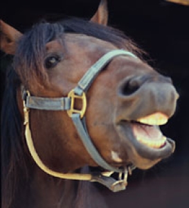 Pony rides, Summit Valley Horse Center 