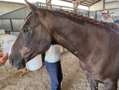 Hands on Horses