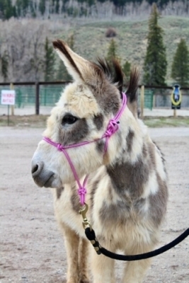 Horses helping People, Special needs program
